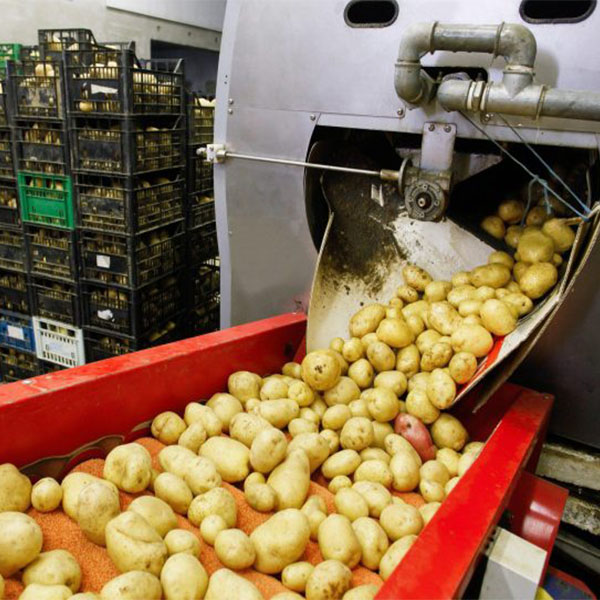 potato processing in plant